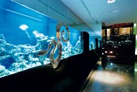 Just Cavalli Opens First Store Milan