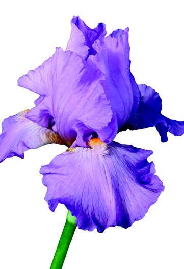 Inside Out: Iris