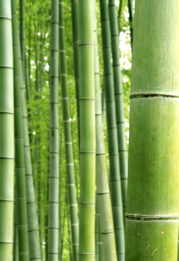 FTC Ups Scrutiny of Environmentally Safe Product Claims