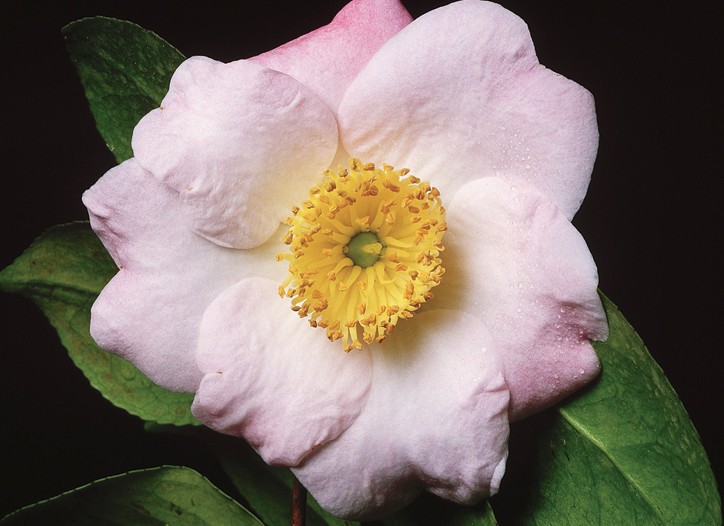 Inside Out: Camellia Sinensis