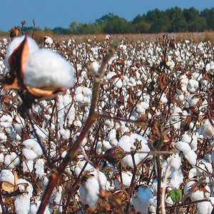 National Cotton Council Looks to Challenge Turkey's Cotton Import Tax
