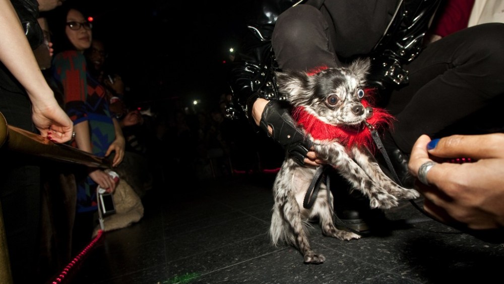 Vice Magazine Fetes Fashion Issue With Dog Fashion Show