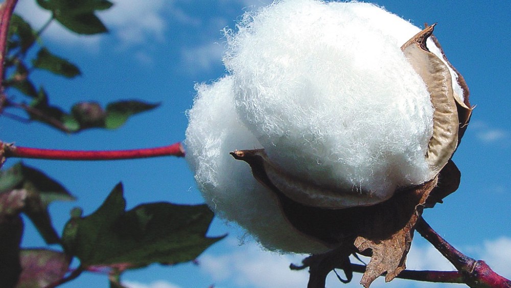 A blue sky and green branches extend from bottom left as an up-close snapshot on cotton fibers on the harvest plant is seen.