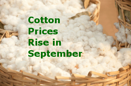 Cotton Prices Rise September, Spinners Remain Cautious