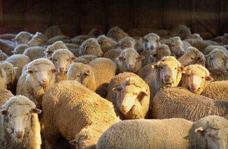 sheep wool
