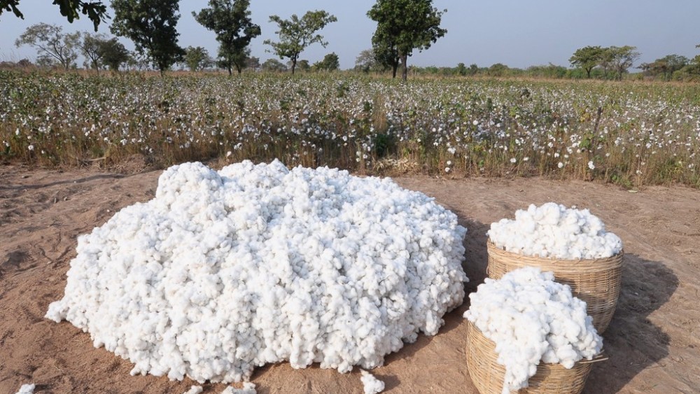 Applied DNA Sciences Launches DNA Testing for Cotton Species