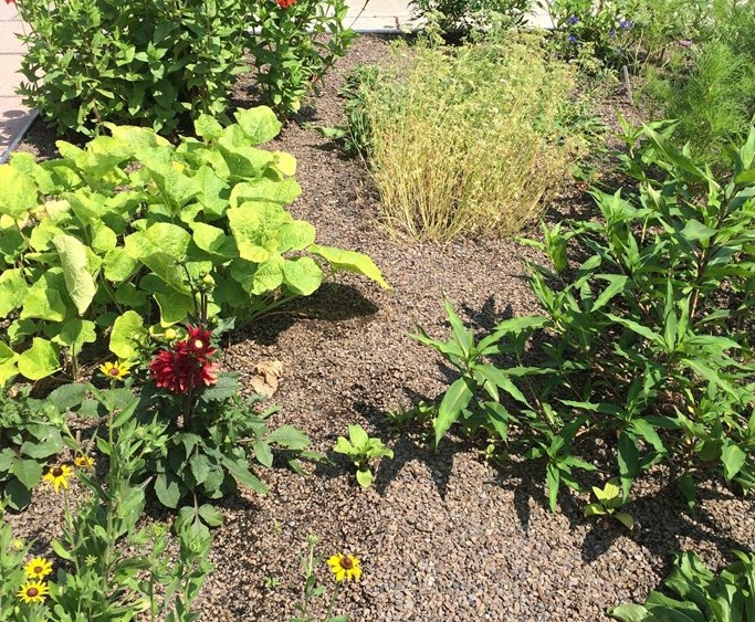 FIT's Natural Dye Garden Set Next Step