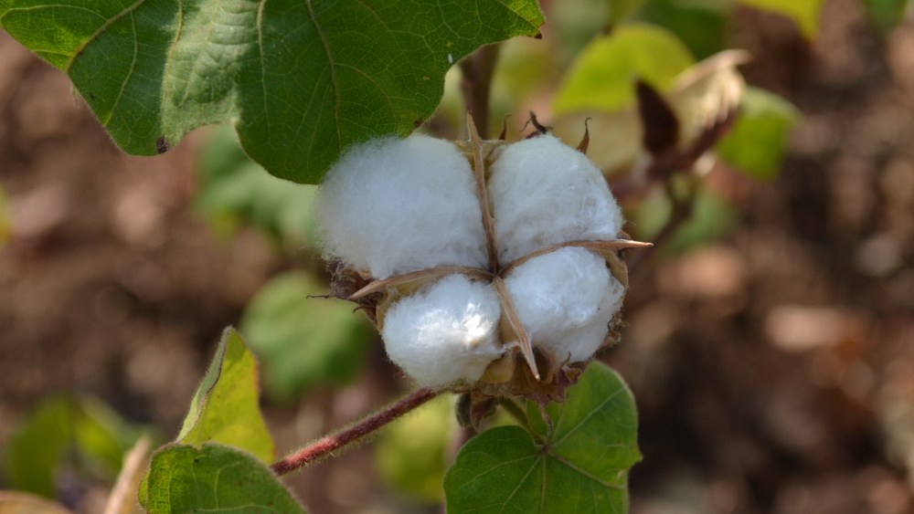 Bipartisan Group of Former Agriculture Secretaries Urge TPP Passage