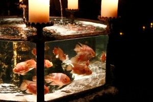 Marc Jacobs Decadence Party Fish