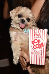 Marnie, the dog