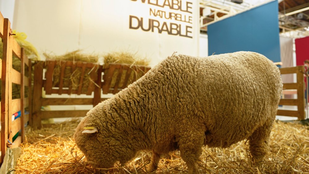 The Campaign for Wool event, Palais de Tokyo