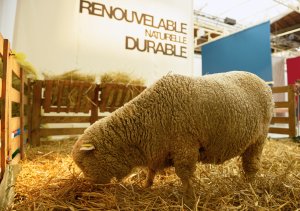 Sheep at the Campaign for Wool event, Palais de Tokyo