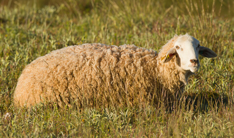 Sheep lying down on a field, looking to the camera