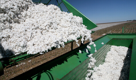 Cotton Prices Rise Unexpectedly Early 2017