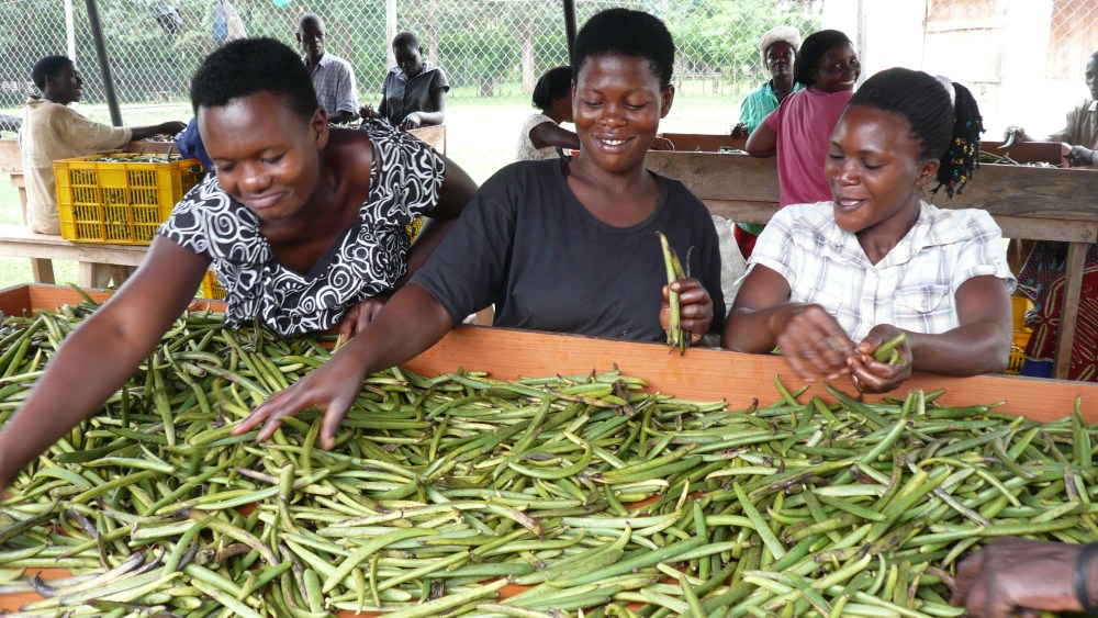 Vanilla bean farmers in Uganda.