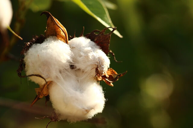 cotton image