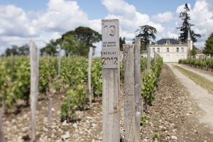 The Cheval Blanc vineyard