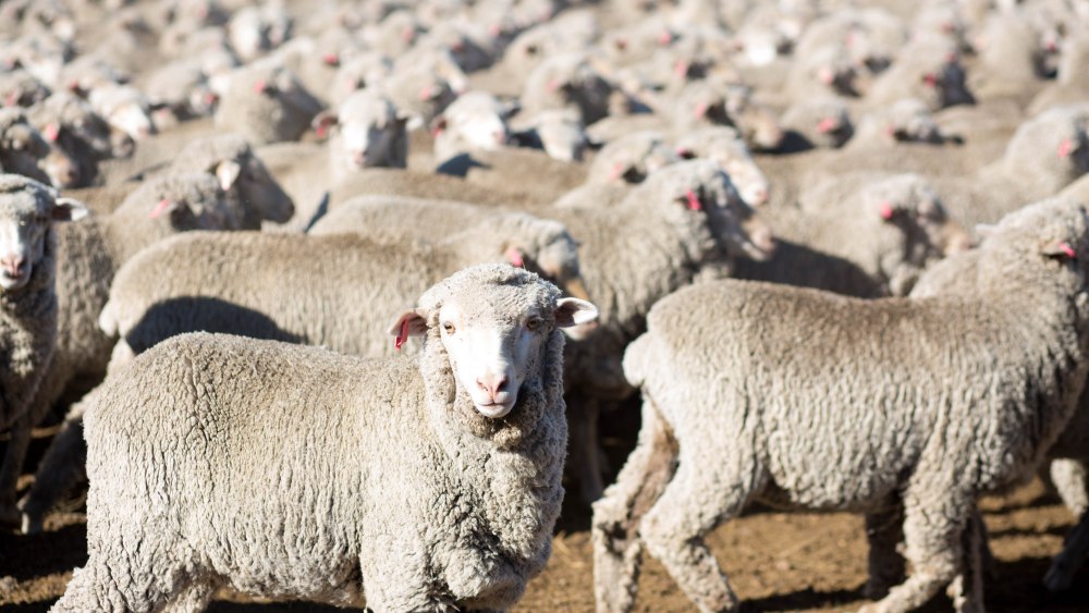 Ermenegildo Zegna Shows Off Its New Australian Wool Property