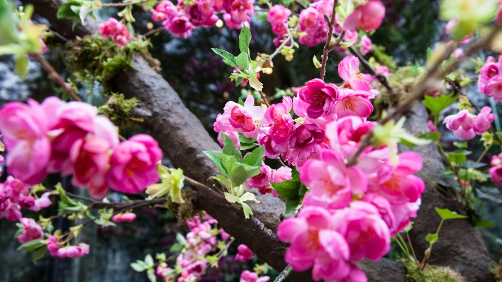 Belgravia in Bloom: Retailers celebrate the annual Chelsea Flower Show in London