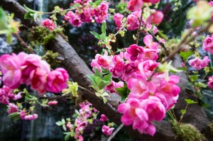 Belgravia in Bloom: Retailers celebrate the annual Chelsea Flower Show in London