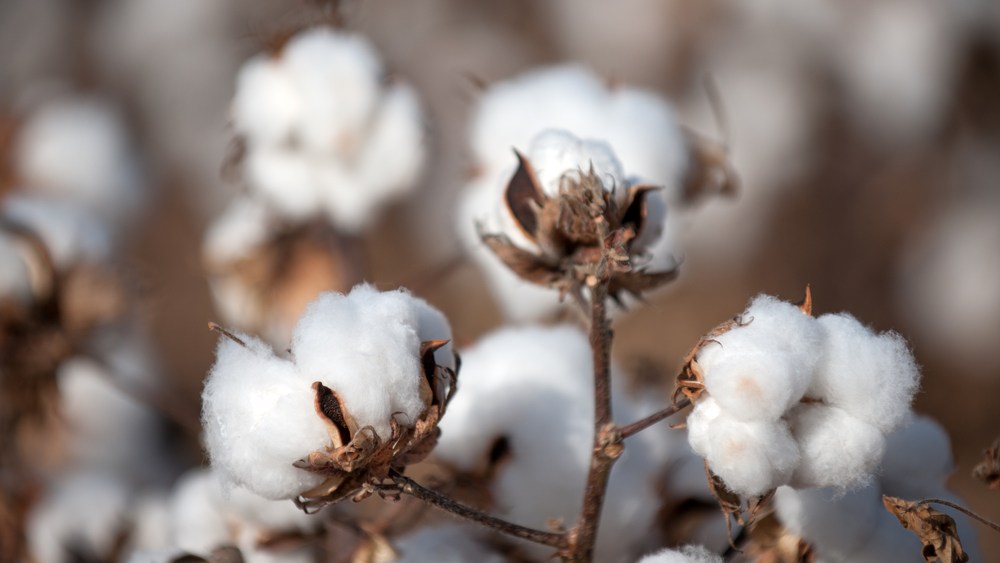 Levi Strauss & Co., Evrnu Partner to Launch Jeans Made From Waste