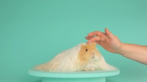 Berlin Festival Screens Fashion Films