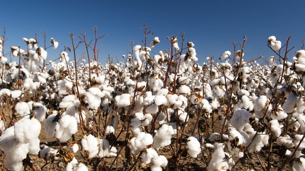 Cotton