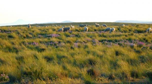 Patagonia Wool