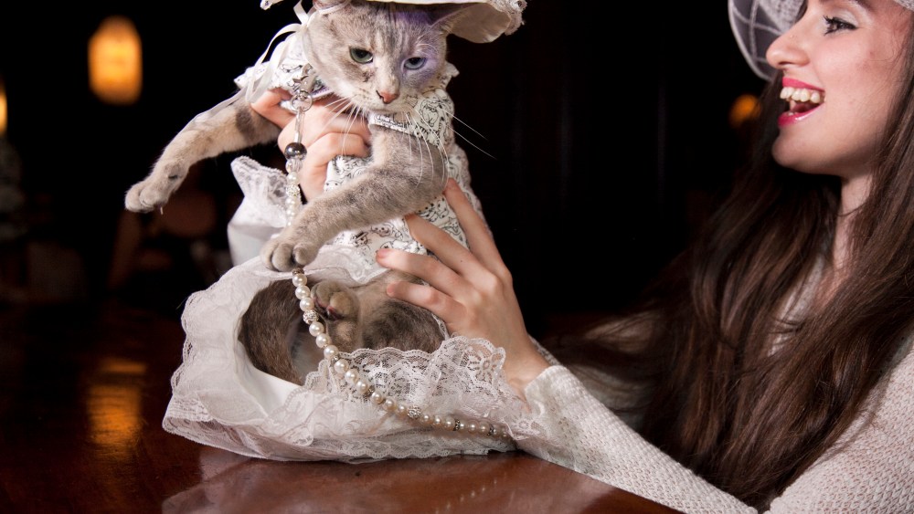 Annual Cat Fashion Show Bows at Algonquin Hotel