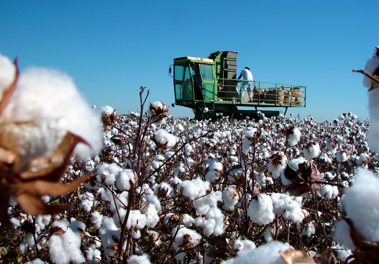 cotton
