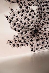 Josie Natori