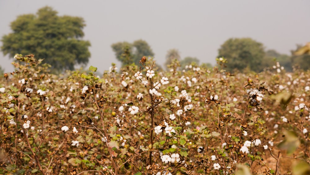 Cotton Growing