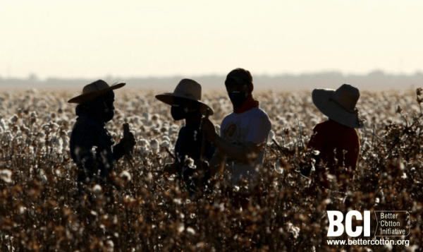 BCI Report Says Brazil Still Largest Source of Better Cotton Globally