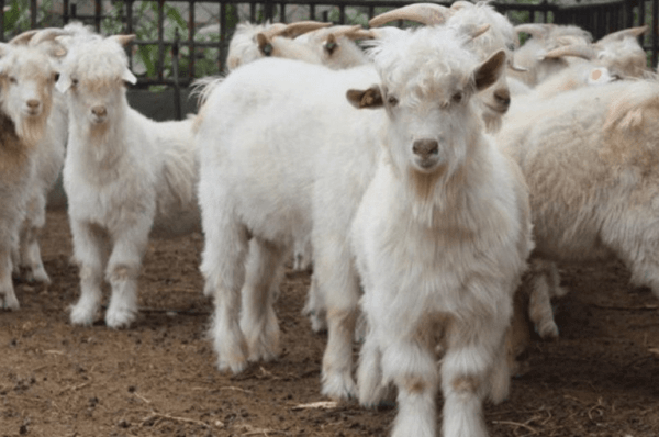 Gene-Edited Goats Could Be Future Source of Cashmere