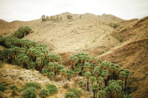 Palm Desert.