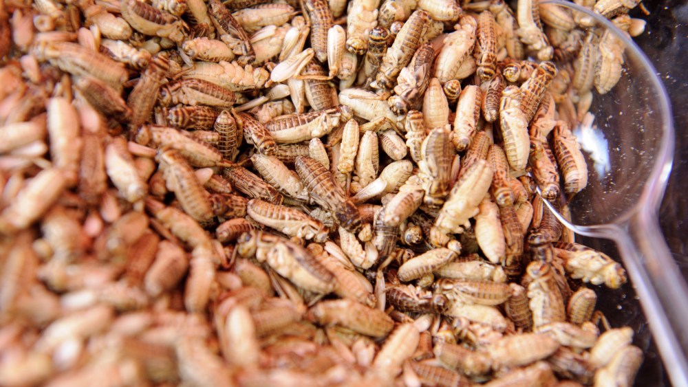 The Economist Gives Out Free Waffles With Insects in Marketing Campaign