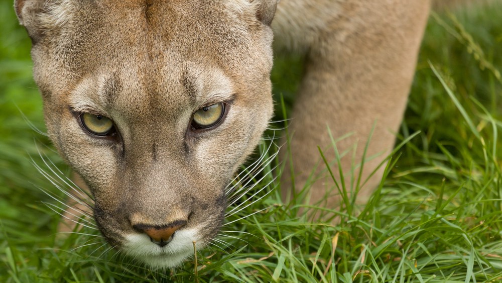 animal spirits