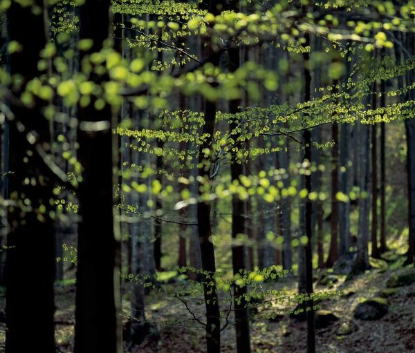 Lenzing Fibers Verified 100 Percent Derived From Nature