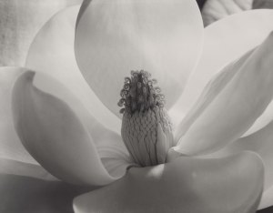 "Magnolia Blossom," by Imogen Cunningham, 1925.