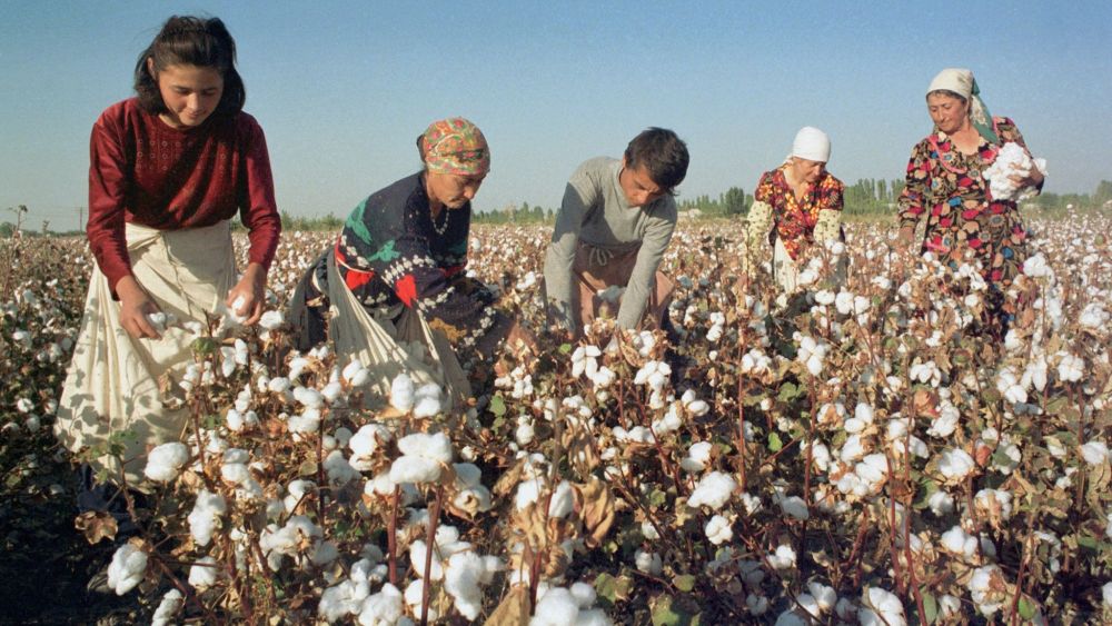 Uzbekistan cotton