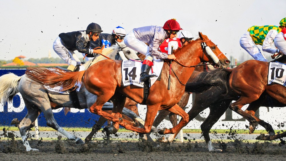 thoroughbreds