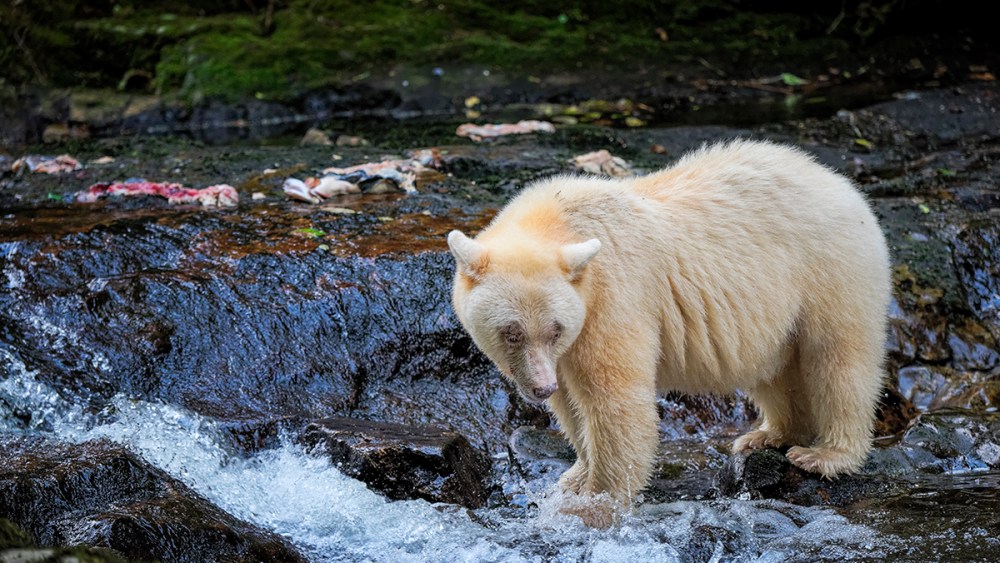 VF Corp. Acts to Minimize Impact on Endangered Forests