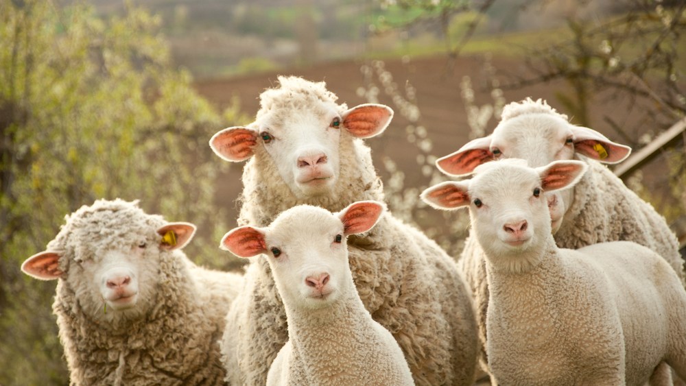 woolmark wool