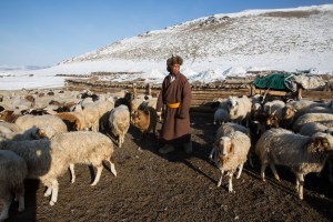 A Mongolian man herds sheep and goats in Darkhad Valley, Khovsgol Province, Mongolia.