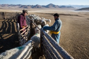 Herders release pregnant animals to graze in Murun, Khovsgol Province, Mongolia on March 11, 2017. Photographer: Taylor Weidman
