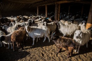 A herd of goats and sheep stand in an enclosure in Murun, Khovsgol Province, Mongolia on March 11, 2017. Photographer: Taylor Weidman