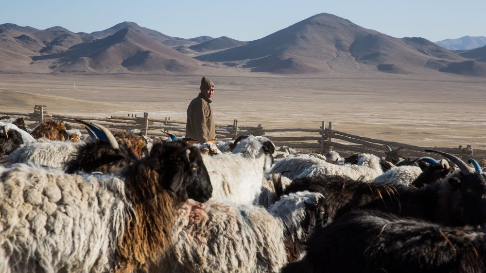 A Mongolian man herds his goats and sheep in Murun, Khovsgol Province, Mongolia on March 11, 2017. Photographer: Taylor Weidman
