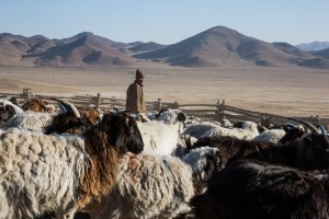 A Mongolian man herds his goats and sheep in Murun, Khovsgol Province, Mongolia on March 11, 2017. Photographer: Taylor Weidman