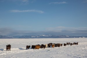 A herd walks through the snow in Darkhad Valley, Khovsgol Province, Mongolia on March 5, 2017. Photographer: Taylor Weidman