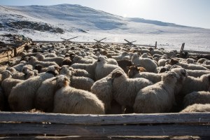 Sheep and goats mill around in an enclosure in Darkhad Valley, Khovsgol Province, Mongolia on March 9, 2017. Photographer: Taylor Weidman